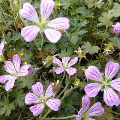 Geranium 'Luscious Linda' - 