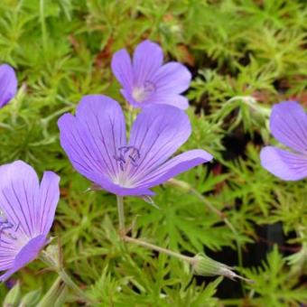 Geranium 'Nimbus'