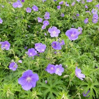 Geranium 'Orion'