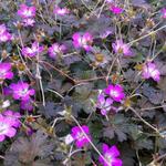 Geranium x oxonianum 'Orkney Cherry' - 