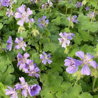 Geranium 'Philippe Vapelle'