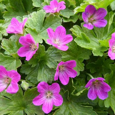 Geranium 'Pink Carpet' - 