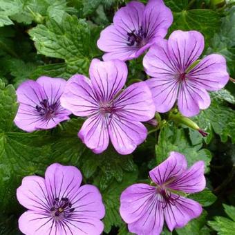 Geranium 'Pink Penny'