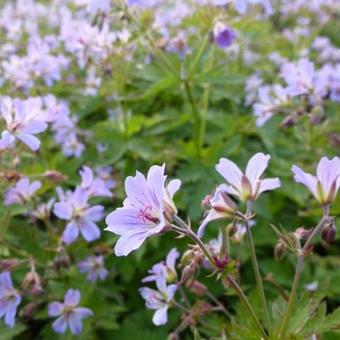 Geranium ‘Prelude’