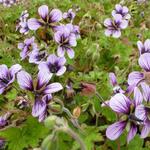 Geranium 'Salomé'