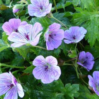 Geranium 'Sweet Heidy'