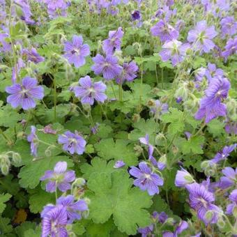 Geranium 'Terre Franche'