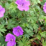 Geranium 'Tiny Monster' - 