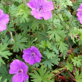 Geranium 'Tiny Monster'