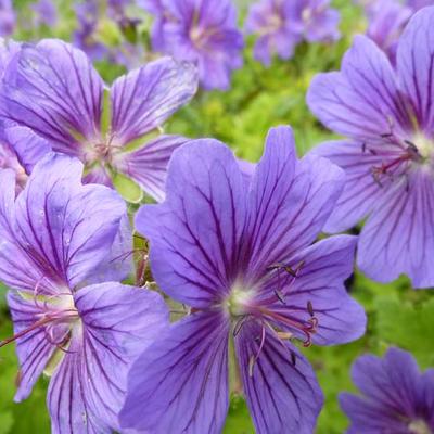 Geranium ibericum - Geranium ibericum