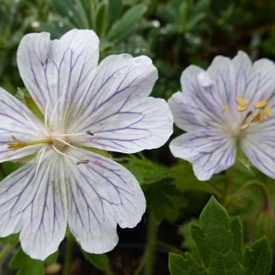 Geranium ibericum 'White Zigana' - 