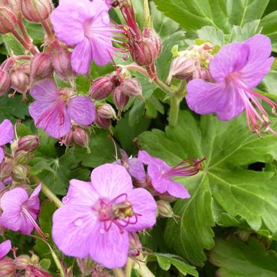 Geranium macrorrhizum - BEC DE GRUE