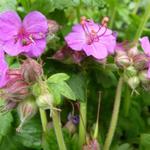 Geranium macrorrhizum 'Bevan's Variety' - 