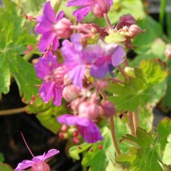 Geranium macrorrhizum 'Czakor'