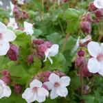 Geranium macrorrhizum 'Spessart' - Geranium macrorrhizum 'Spessart'