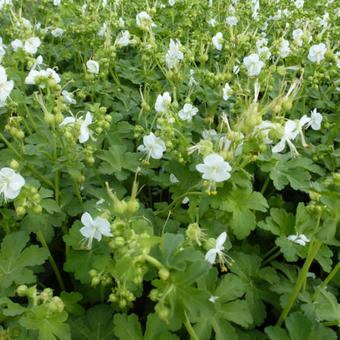 Geranium macrorrhizum 'White Ness'