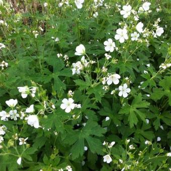 Geranium sanguineum 'Album'