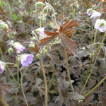 Geranium maculatum 'Espresso' - Geranium maculatum 'Espresso'