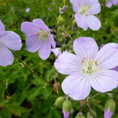 Geranium maculatum 'Vickie Lynn' - Geranium maculatum 'Vickie Lynn'