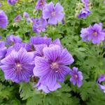 Geranium magnificum - BEC DE GRUE  , GÉRANIUM VIVACE