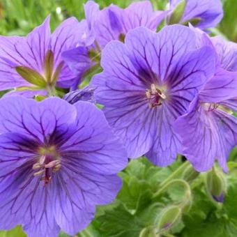 Geranium x magnificum 'Rosemoor'