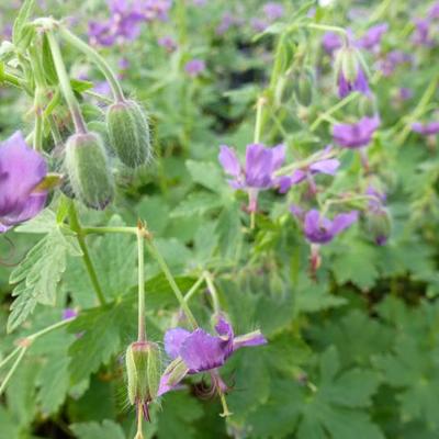 Geranium x monacense - 