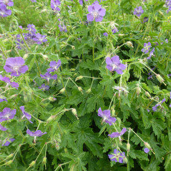 Geranium x monacense 'Anglicum'