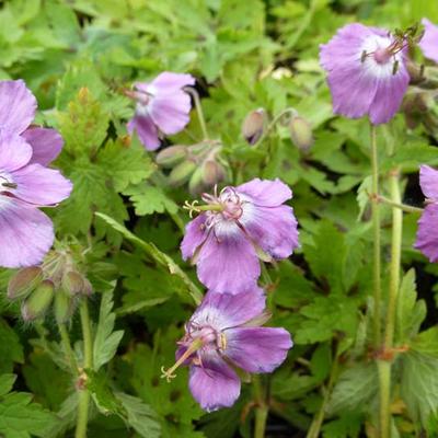 Geranium x monacense 'Claude Dupont' - 