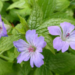 Geranium nodosum - Géranium noueux