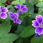 Geranium nodosum 'Clos du Coudray' - Geranium nodosum 'Clos du Coudray'