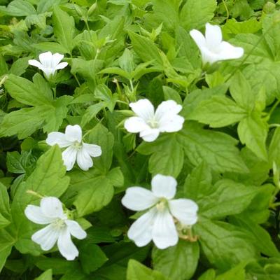 Geranium nodosum 'Silverwood' - Geranium nodosum 'Silverwood'