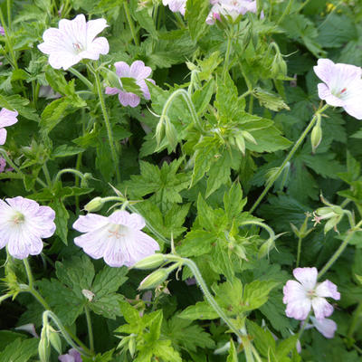 Geranium x oxonianum 'Hollywood' - 