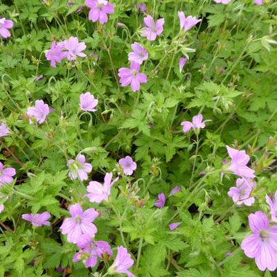 Geranium x oxonianum  'Lady Moore' - 