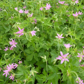 Geranium x oxonianum 'McClintock'