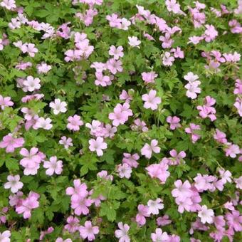 Geranium