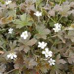 Geranium sessiliflorum 'Sanne' - 