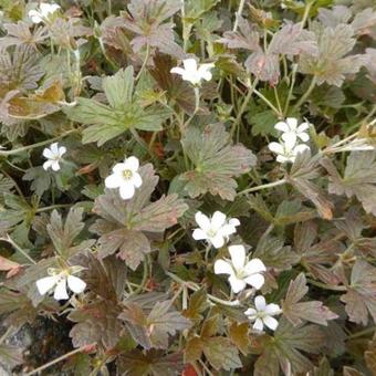 Geranium sessiliflorum 'Sanne'