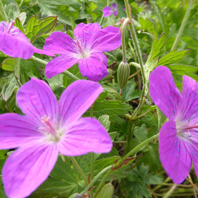 Geranium palustre - Sumpf-Storchschnabel - Geranium palustre