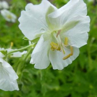 Geranium phaeum 'Album'