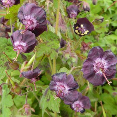 Geranium - Storchschnäbel - Geranium