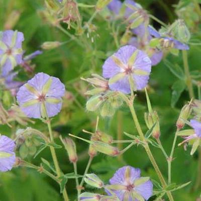 Geranium phaeum 'JS Blauwvoet' - Geranium phaeum 'JS Blauwvoet'