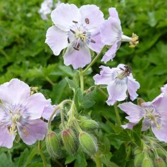 Geranium phaeum 'Joan Baker'