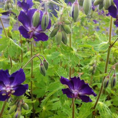 Geranium phaeum 'Klepper' - Geranium phaeum 'Klepper'