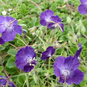 Geranium phaeum 'Lily Lovell'