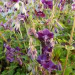 Geranium phaeum 'Samobor' - BEC DE GRUE  , GÉRANIUM BRUN, GÉRANIUM NOIRÄTRE