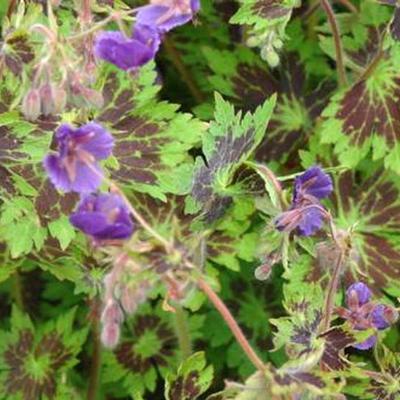 Geranium phaeum 'Saturn' - 