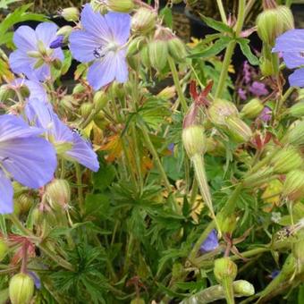 Geranium pratense