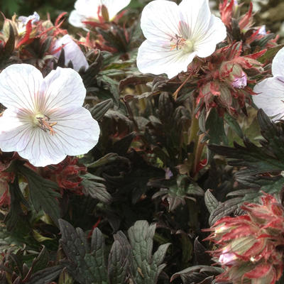 Geranium pratense 'Black 'n White Army' - 