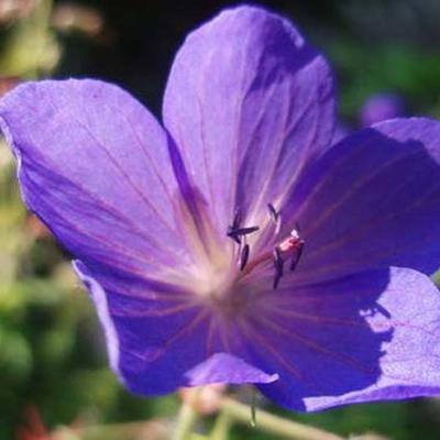 Geranium pratense 'Cluden Sapphire' - 