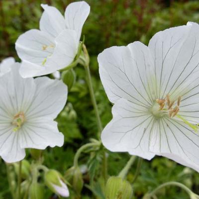 Geranium pratense 'Galactic' - 